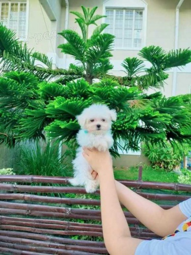 Rozkošná vynikající maltská štěňata. Rozkošná vynikající maltská štěňata.