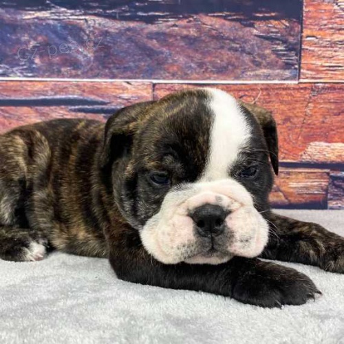 Štěňata fen i samců anglického buldočka. Štěňata fen i samců anglického buldočka.