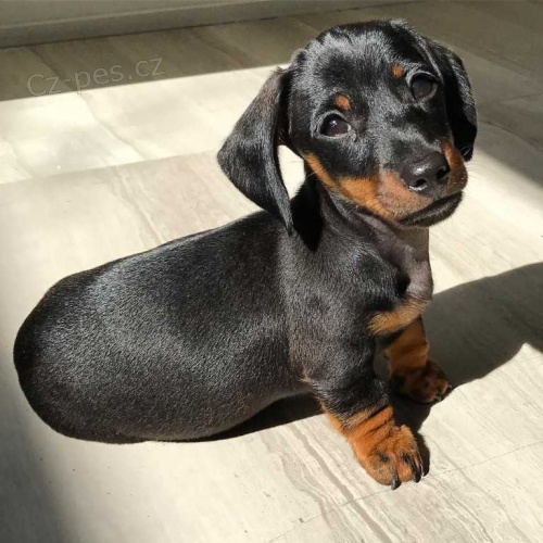 Nádherná štěňata jezevčíka, pejska a fenky. Nádherná štěňata jezevčíka, pejska a fenky.