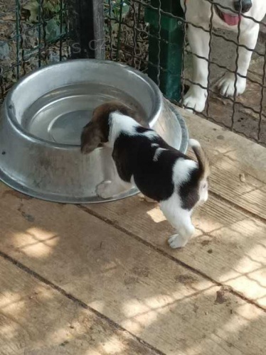 Nádherná štěňátka bíglů. Nádherná štěňátka bíglů.