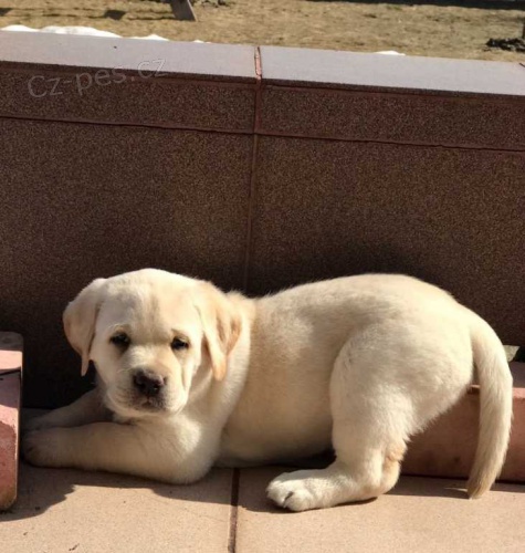 Okouzlující vypadající štěňata labradorů. Okouzlující vypadající štěňata labradorů.