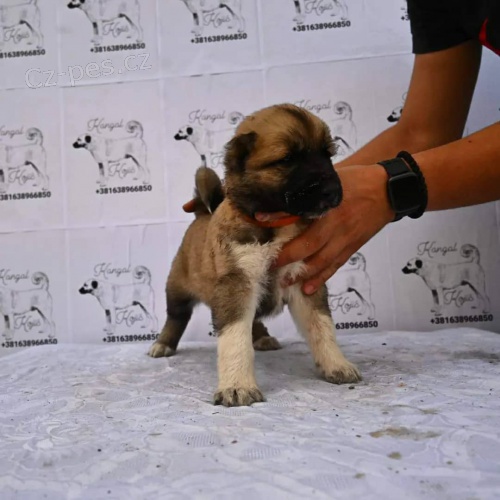 Tureck� Kangal �t��ata na prodej