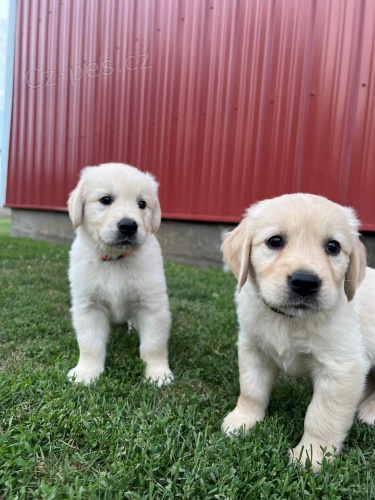 Rozkošná štěňata zlatého retrívra. Rozkošná štěňata zlatého retrívra.