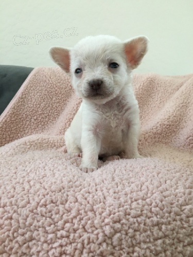 Jablko hlava Chihuahua štěňata. Jablko hlava Chihuahua štěňata.