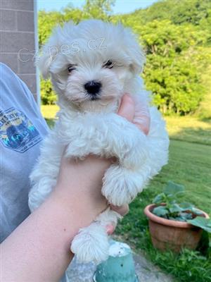 Maltská štěňata. Maltská štěňata.