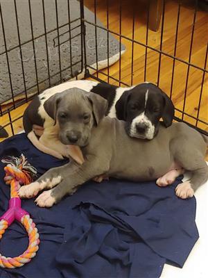 Štěňata Great Dane. Štěňata Great Dane.