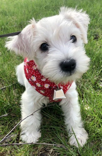 Štěňata malého knírače k adopci Štěňata malého knírače k adopci