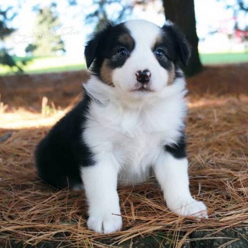 Prod�m roztomil� �t��ata australsk�ho ov��ka