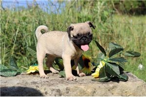 Ohromující Mops k dispozici. Ohromující Mops k dispozici.