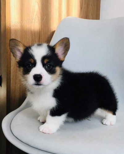 Rodokmen Corgi Pembroke štěňata k dispozici. Rodokmen Corgi Pembroke štěňata k dispozici.