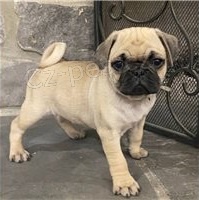 Mops štěňata. Mops štěňata.