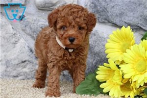 Nádherná štěňátka pudlů. Nádherná štěňátka pudlů.