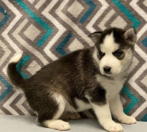 Štěňata sibiřského husky. Štěňata sibiřského husky.