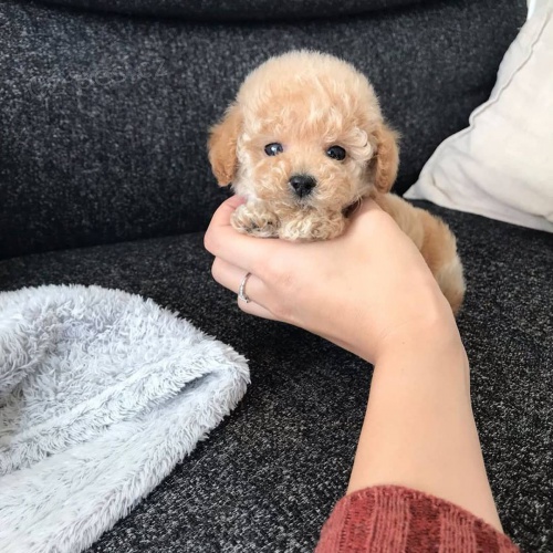 Prod�m zdrav� a kr�sn� �t��ata trpasli��ho pejska a feny pudla.