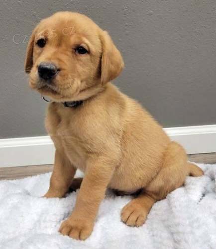 Chunky Labrador štěňata. Chunky Labrador štěňata.