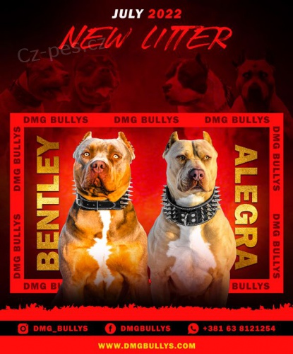 Americk� bully / pitbulteri�r �t��ata