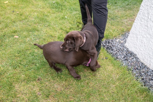 Prod�m �t��ata labradorsk�ho retr�vra