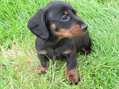 Štěňata jezevčíka čistého plemene. Štěňata jezevčíka čistého plemene.