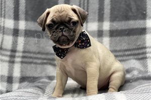 Štěňata čistokrevného mopslíka. Štěňata čistokrevného mopslíka.