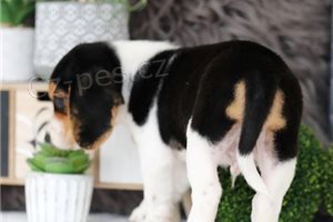 Čistokrevná štěňata Beagle. Čistokrevná štěňata Beagle.