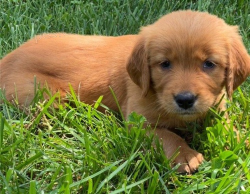 Zdravá štěňata zlatého retrívra. Zdravá štěňata zlatého retrívra.