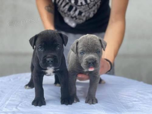 Zdravá štěňata Cane Corso. Zdravá štěňata Cane Corso.