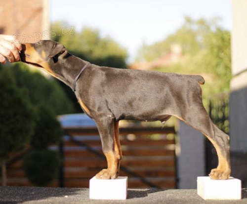 Štěňata dobrmana. Štěňata dobrmana.