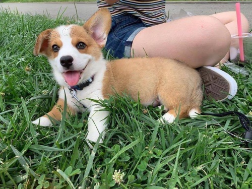 Welsh Corgi Pembroke štěňata. Welsh Corgi Pembroke štěňata.