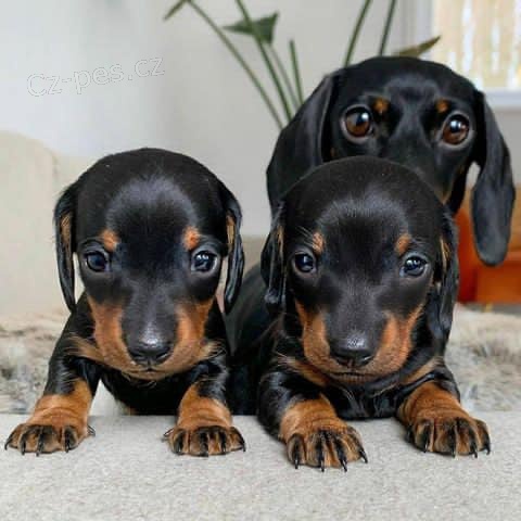 Mini štěňata jezevčíka. Mini štěňata jezevčíka.