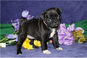 Hravé štěňata mopslíků. Hravé štěňata mopslíků.