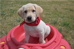 Registrovaná štěňata labradorského retrívra. Registrovaná štěňata labradorského retrívra.