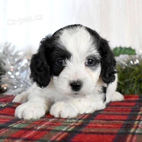 Roztomilé štěňátka kakadu. Roztomilé štěňátka kakadu.