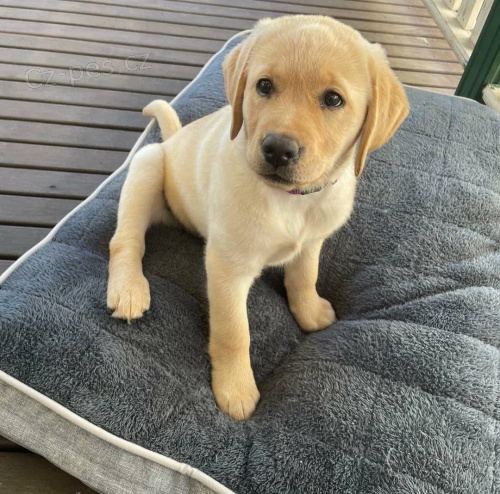 Štěňata zlatého retrívra. Štěňata zlatého retrívra.