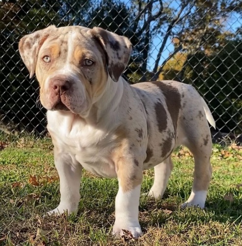 Štěňata amerického buldoka. Štěňata amerického buldoka.