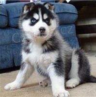 Hravé štěňata sibiřského husky. Hravé štěňata sibiřského husky.