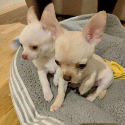 Rozkošná štěňata Chihuahua. Rozkošná štěňata Chihuahua.