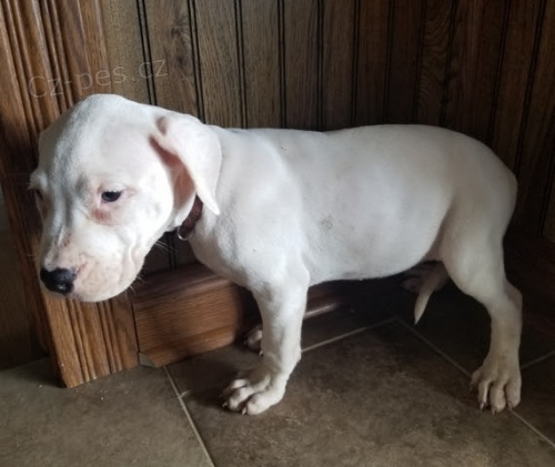 Prod�m zdrav� a o�kovan� �t��ata argentinsk�ho doga.