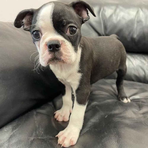 Prod�m o�kovan� �t��ata bostonsk�ho teri�ra