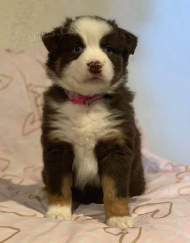 Prod�m o�kovan� a od�erven� �t��ata australsk�ho ov��ka