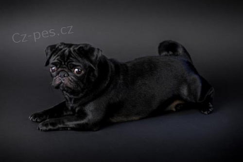 Rozkošná štěňata mopslíků. Rozkošná štěňata mopslíků.