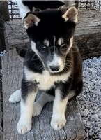 Krásné štěňata sibiřského husky. Krásné štěňata sibiřského husky.