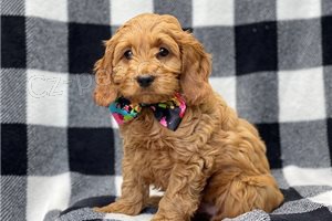 Dobře vypadající štěňata Cockapoo štěňata. Dobře vypadající štěňata Cockapoo štěňata.