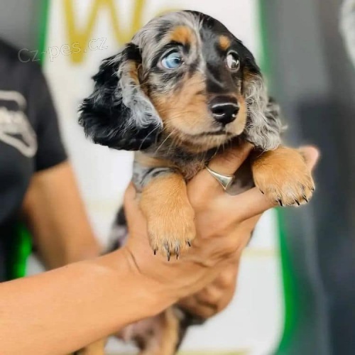 Krásná štěňata jezevčíka. Krásná štěňata jezevčíka.