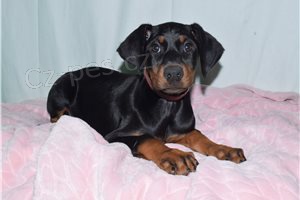 Krásné doberman Pinscher štěňata. Krásné doberman Pinscher štěňata.