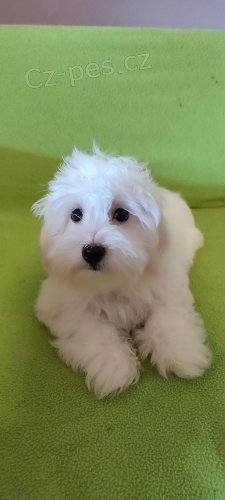 Maltská štěňata. Maltská štěňata.