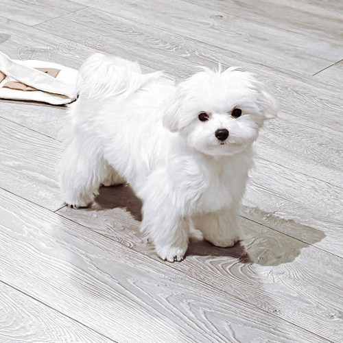 Drobná maltská štěňata. Drobná maltská štěňata.