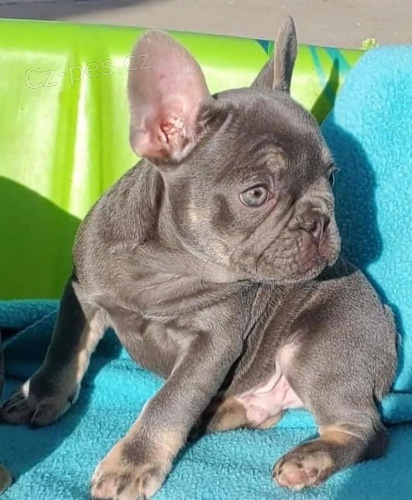 KC Štěňata francouzského buldočka. KC Štěňata francouzského buldočka.