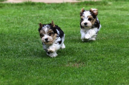 Biewer terrier Biewer terrier