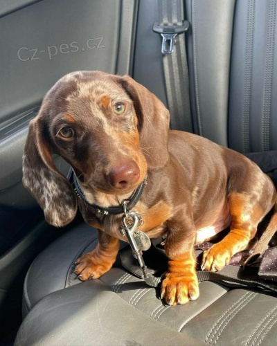 Miniaturní štěňata jezevčíka. Miniaturní štěňata jezevčíka.