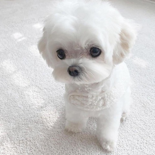 Rozkošné maltské štěňata. Rozkošné maltské štěňata.